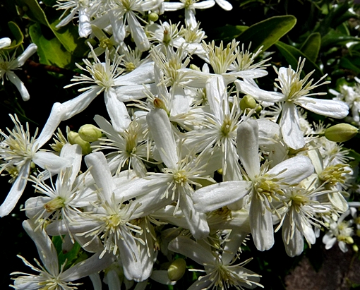 {Clematis terniflora}